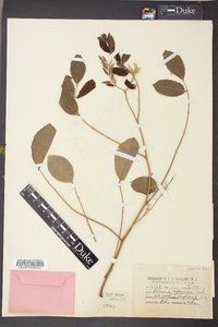 Robinia speciosa image