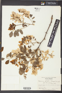 Robinia elliottii image