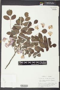 Robinia elliottii image