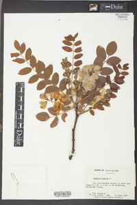 Robinia hispida image