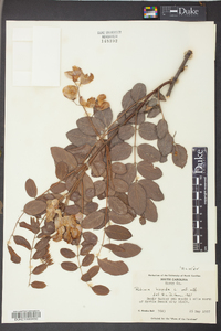 Robinia hispida image