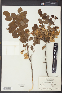 Robinia hispida image
