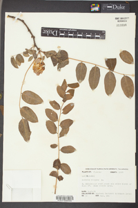 Robinia hispida image