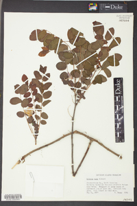 Robinia nana image