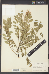 Sophora tomentosa image