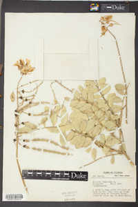 Sophora tomentosa image