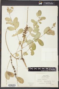 Sophora tomentosa image