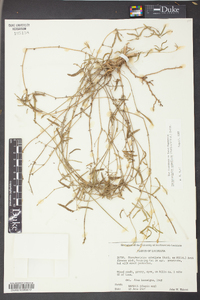 Strophostyles umbellata image