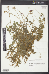 Tephrosia spicata image