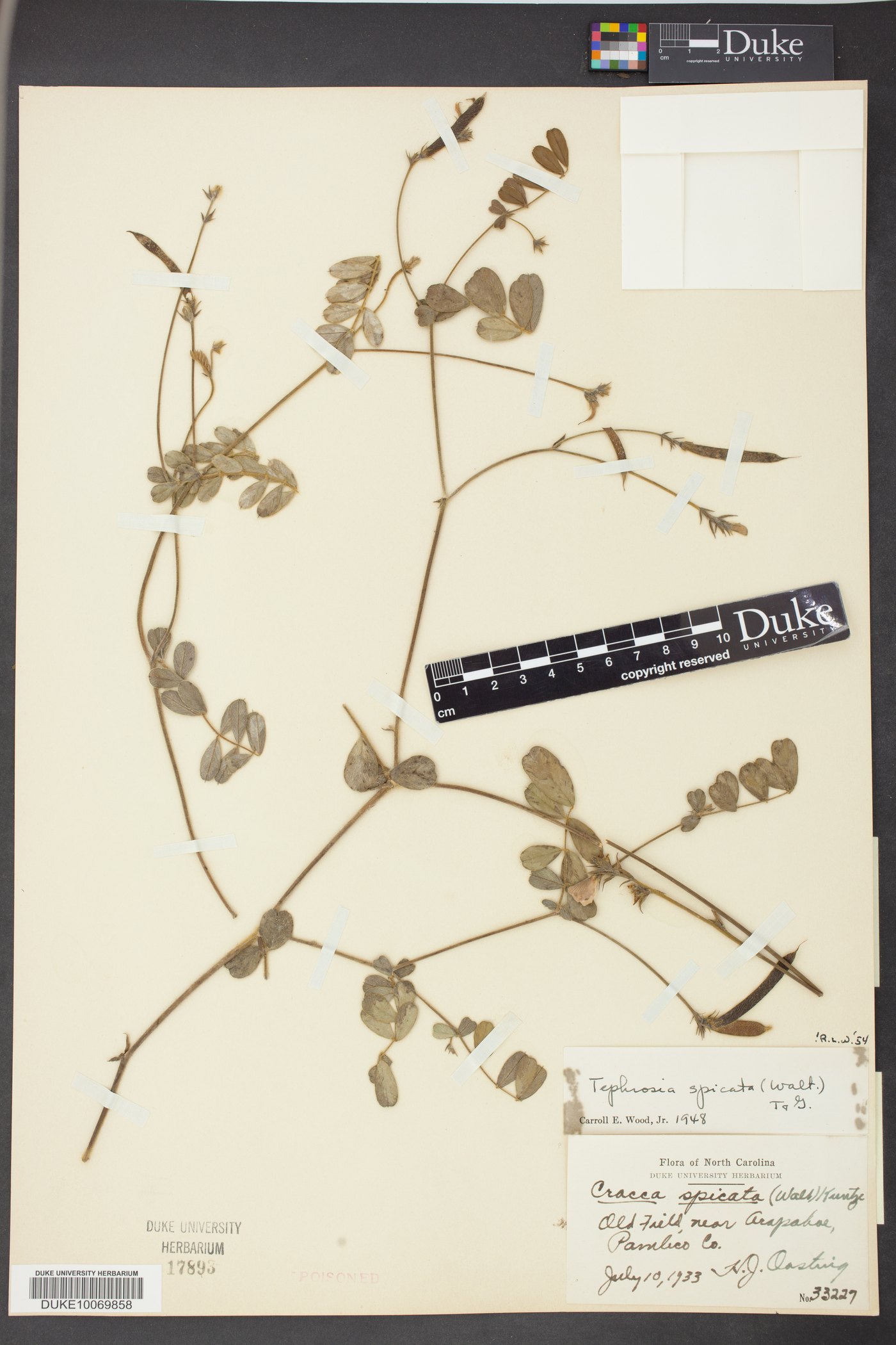Tephrosia spicata image