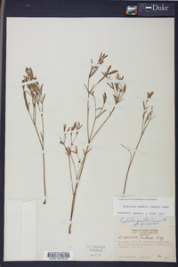 Euphorbia exserta image