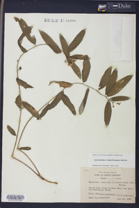 Euphorbia pubentissima image