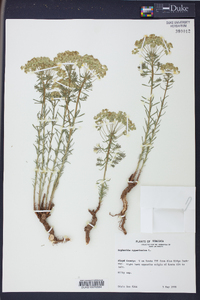 Euphorbia cyparissias image