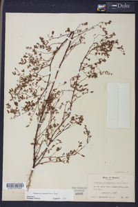 Chamaesyce hyssopifolia image