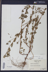 Chamaesyce hyssopifolia image