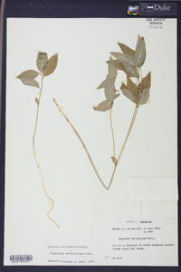 Euphorbia mercurialina image