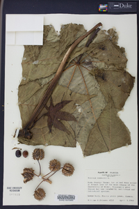 Ricinus communis image