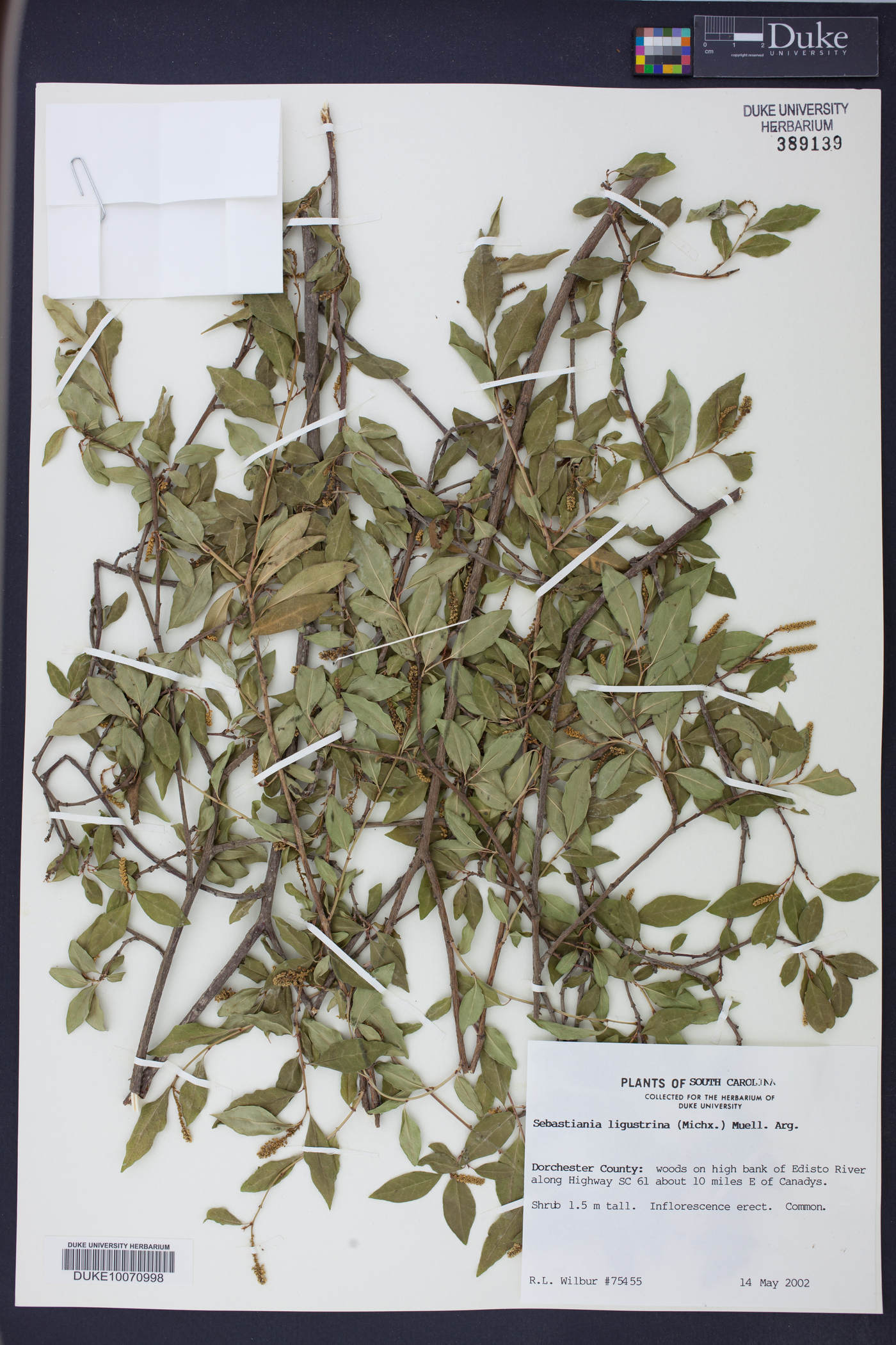 Ditrysinia fruticosa image