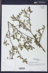 Sebastiania fruticosa image