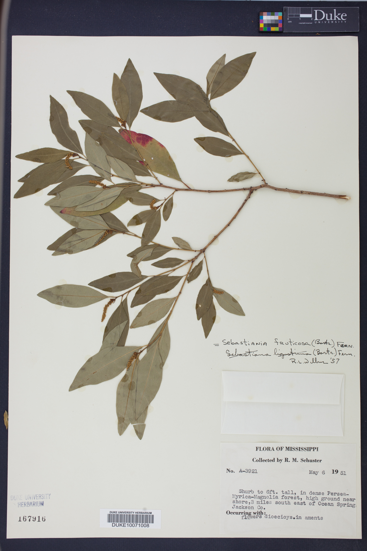 Ditrysinia image