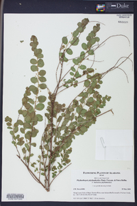 Andrachne phyllanthoides image