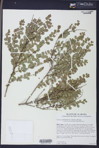 Andrachne phyllanthoides image