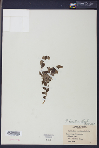 Moeroris tenella image