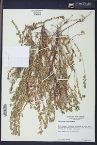 Phyllanthus caroliniensis image