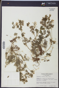 Corydalis flavula image