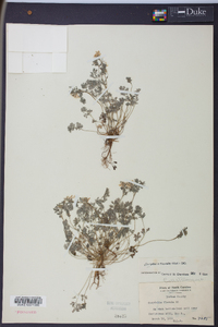 Corydalis flavula image