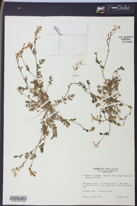 Corydalis micrantha image