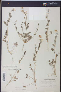 Corydalis micrantha image
