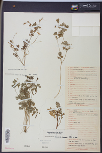 Corydalis flavula image