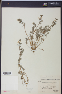 Corydalis flavula image