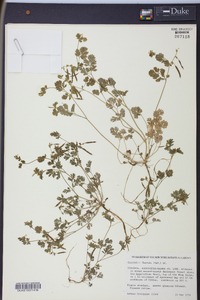 Corydalis flavula image