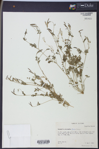 Corydalis micrantha image