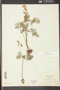 Dicentra cucullaria image