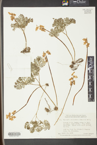 Dicentra canadensis image