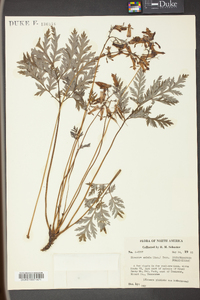 Dicentra eximia image