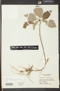 Pachysandra procumbens image