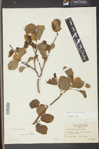 Fothergilla major image