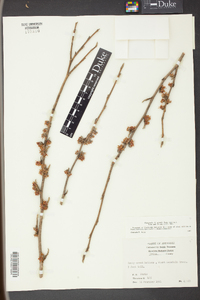 Hamamelis vernalis image