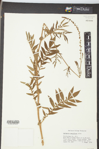 Agrimonia parviflora image