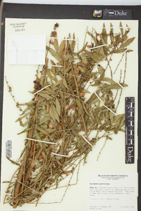 Agrimonia parviflora image