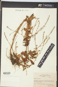 Agrimonia pubescens image