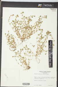 Alchemilla microcarpa image