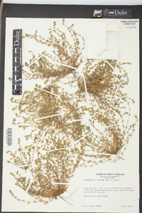 Alchemilla microcarpa image