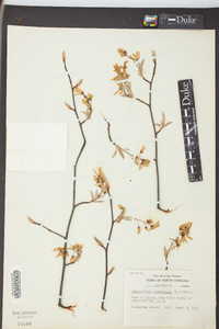 Amelanchier canadensis image