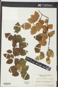 Amelanchier canadensis image