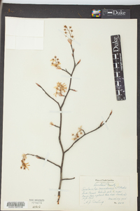 Amelanchier canadensis image